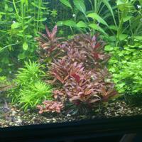 acquario 120 lt completo