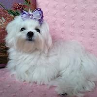 Cucciolo MALTESE con pedigree ENCI