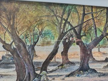 ombre tra gli ulivi. dipinto con acquerelli.