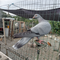 Rosato ternano codone