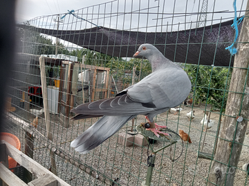 Rosato ternano codone