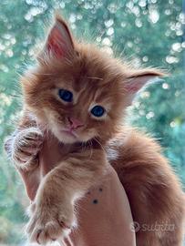 Maine Coon