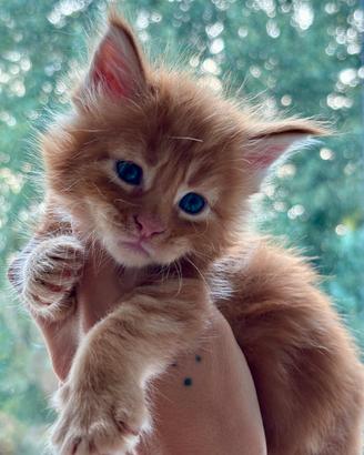 Cuccioli di Maine Coon