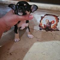 Chihuahua Pedigree Enci