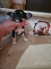 Chihuahua Pedigree Enci