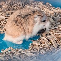 Criceto Nano Russo con Gabbia Completa