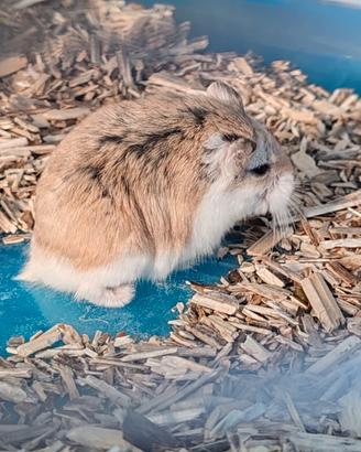 Criceto Nano Russo con Gabbia Completa