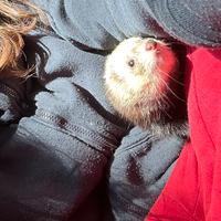 Furetto con chip e vaccino