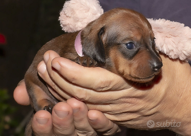 I bassotto nano/ kaninchen colore fulvo