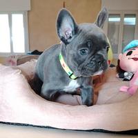 Bulldog francese femminuccia