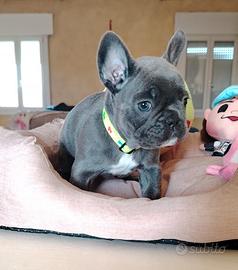 Bulldog francese femminuccia