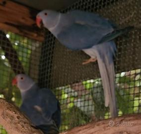 Coppia parrocchetto del collare