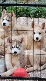 Cuccioli Siberian Husky