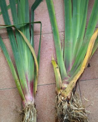 Iris palustre