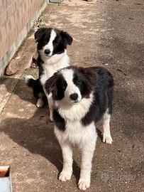 Border collie