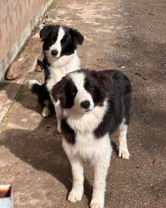Border collie