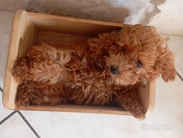 BARBoNCINO TOY RED ROSSO