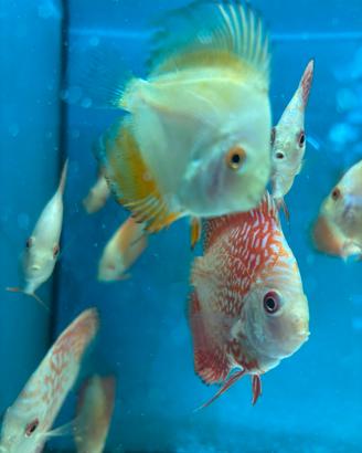 Discus 4/5/6/7/8cm