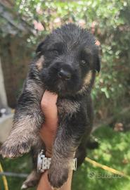 Cuccioli Pastore Tedesco