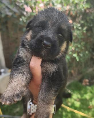 Cuccioli Pastore Tedesco