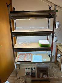 Scaffale Microgreens