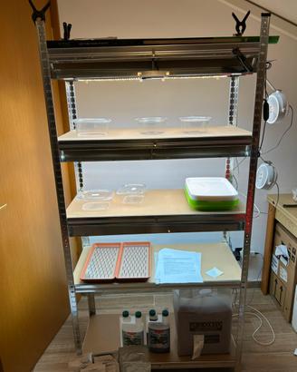 Scaffale Microgreens