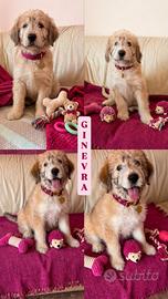 Cucciolini disponibili