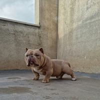 American bully