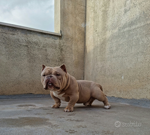 American bully