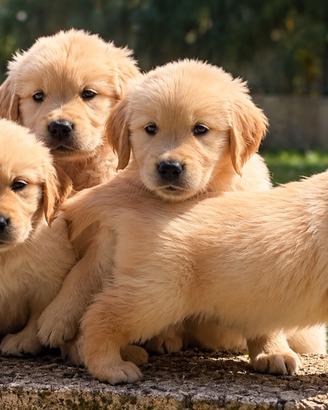 Golden Retriever con pedigree