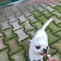 Chiwawa