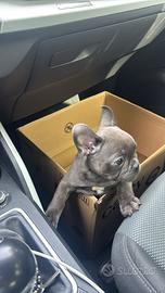 Bulldog francese blue