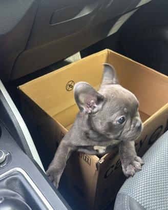 Bulldog francese blue