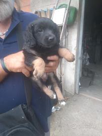 Splendidi cuccioli
