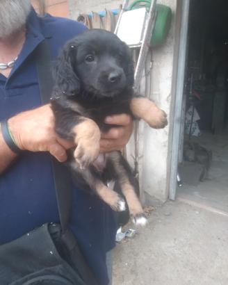 Splendidi cuccioli