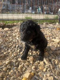 Cuccioli di Lagotto Romagnolo incrociato