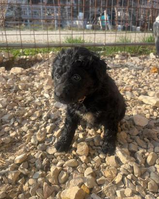 Cuccioli di Lagotto Romagnolo incrociato