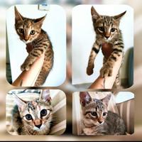 Piccoli gatti