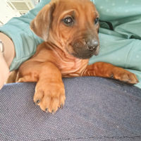 Cucciolo di Rhodesian Ridgeback con pedigree