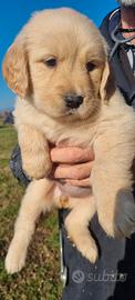 Golden Retriever Angloamericani con Pedigree