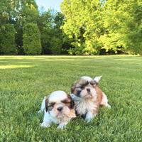 ShihTzu con Pedigree