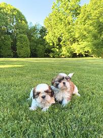 ShihTzu con Pedigree