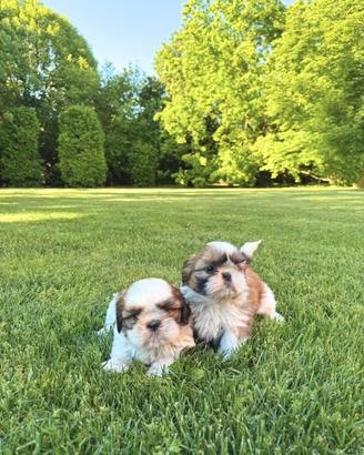 ShihTzu con Pedigree