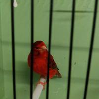 Canarino Agata Rosso