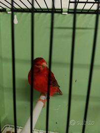 Canarino Agata Rosso