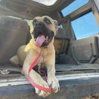 Cane simil corso 4 anni