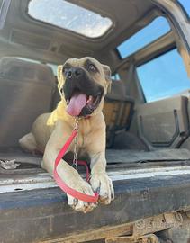 Cane simil corso 4 anni