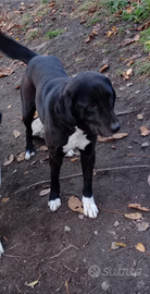 Pastore dell' Asia centrale