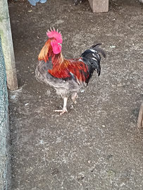 Gallo marans