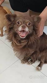 Rio Chihuahua vivace coccolone giocherellone